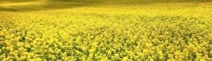 Canola